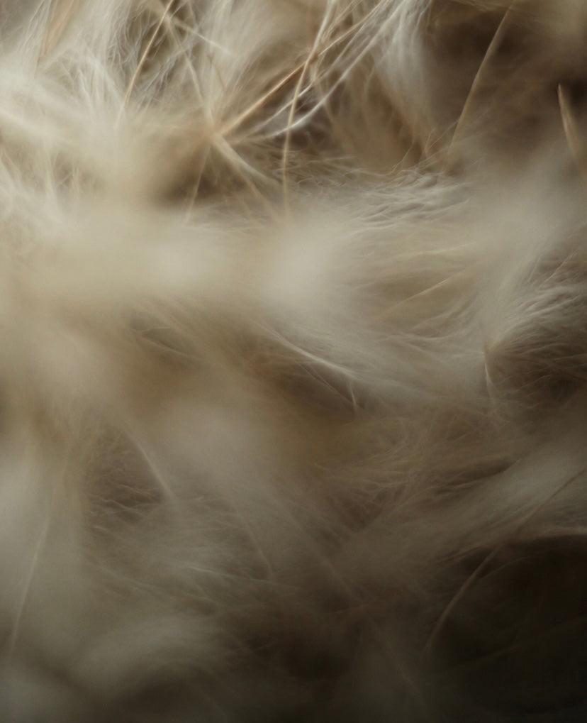 Prebiotic Fibre