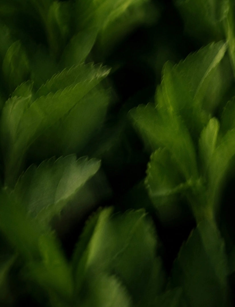 Stevia